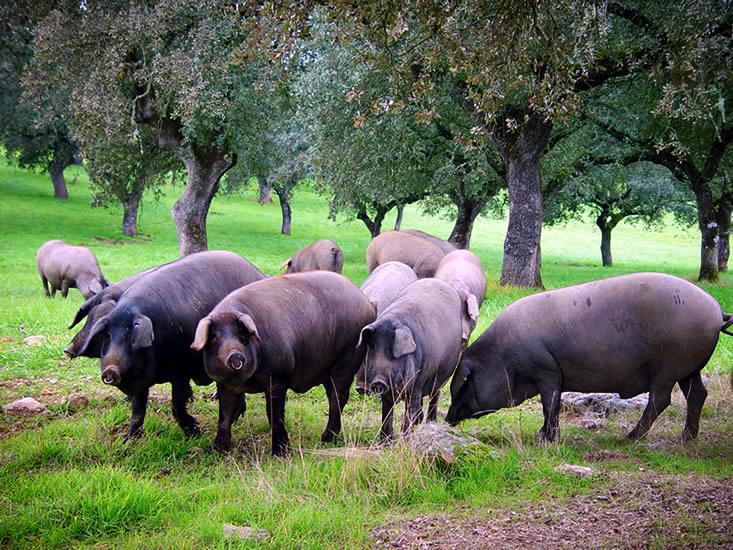 Pata Negra iberischer schinken und mediterrane Ernährung für ein gesundes Leben